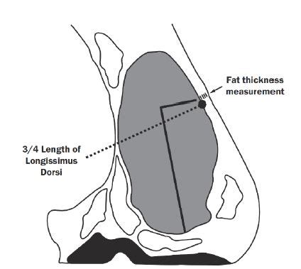 instrument used to measure fat thickness on beef carcass|Implementation of Instrument Grading for Beef Carcasses.